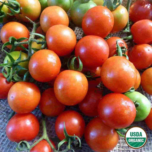 Tomato, Sweetie Organic Seeds, 300mg