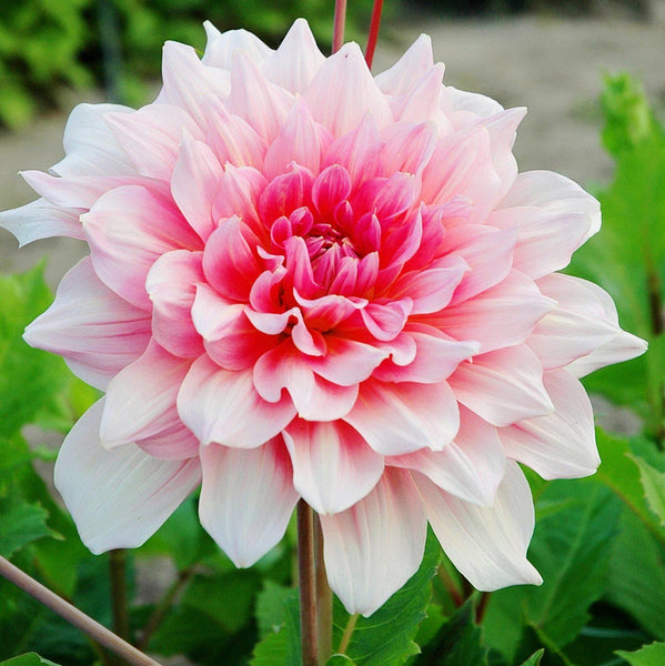 Dahlia Otto's Thril Bulbs Perennial Growing Bonsai Roots Rhizomes Corms Tubers Potted Planting Reblooming Fragrant Garden Species Blooms Flower Seeds Plant Gardening