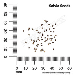 Salvia, Blue Bedder Seeds, 200mg