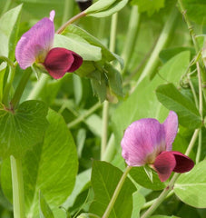 Dwarf Grey Sugar