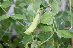 Sugar Ann Organic
