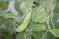 Sugar Ann Organic