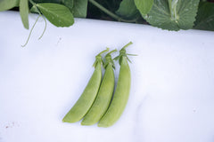Sugar Ann Organic