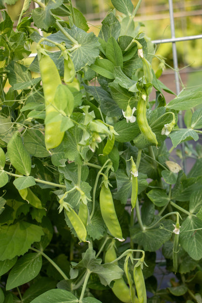 Oregon Sugar Pod II Organic