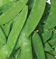 Oregon Sugar Pod II