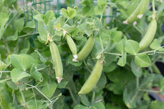 Little Snappea Crunch