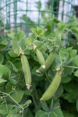 Little Snappea Crunch