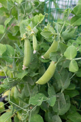 Little Snappea Crunch