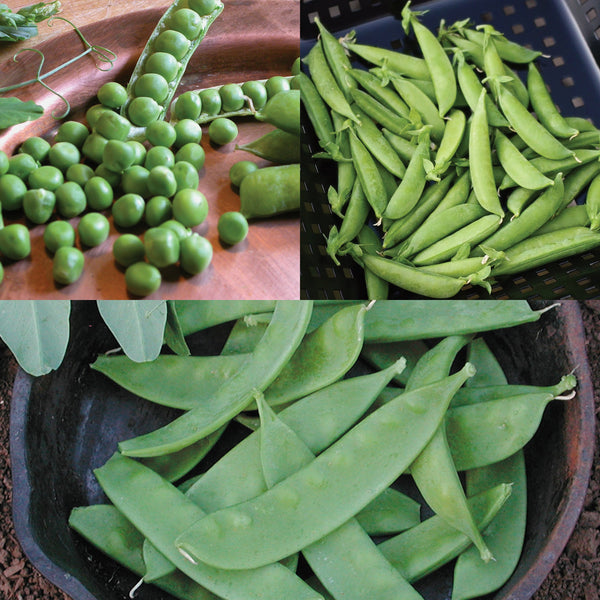 Pea-Ples Choice Pea