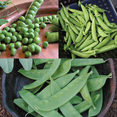Pea-Ples Choice Pea