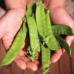 Avalanche Pea