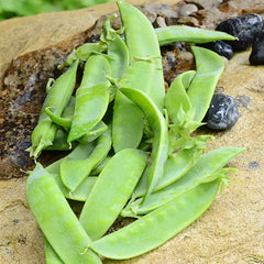 Avalanche Pea