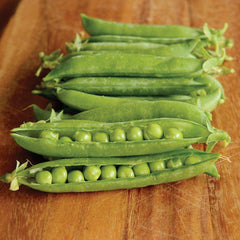 Maestro Pea