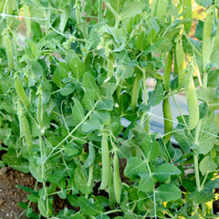 Maestro Pea