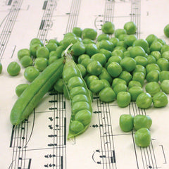 Maestro Pea