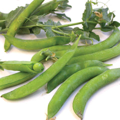 Sugar Ann Pea