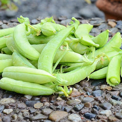 Sugar Ann Pea
