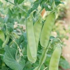 Oregon Sugar Pod II Pea