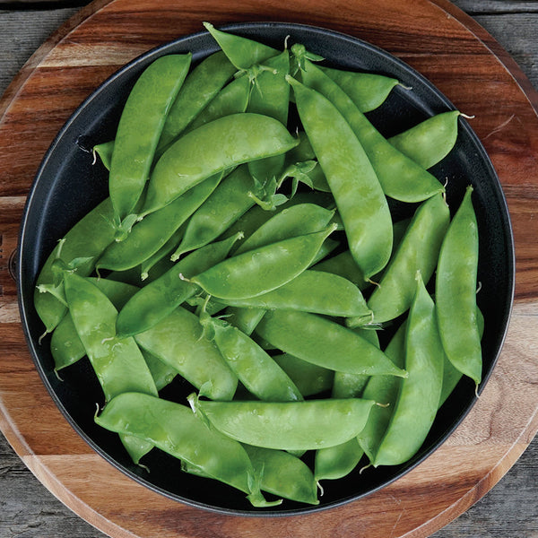 Oregon Sugar Pod II Pea