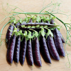 Sugar Magnolia Pea
