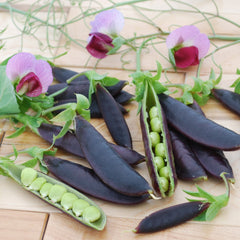 Sugar Magnolia Pea