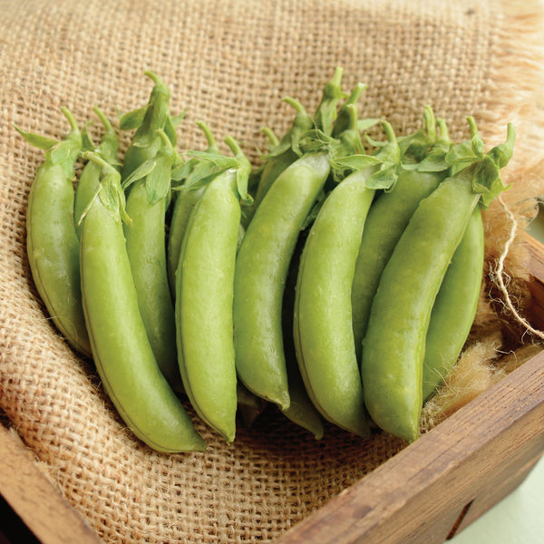 Cascadia Pea