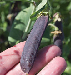 Purple Mist Organic