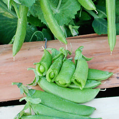 Cascadia Pea