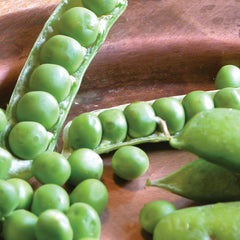 Green Arrow Pea