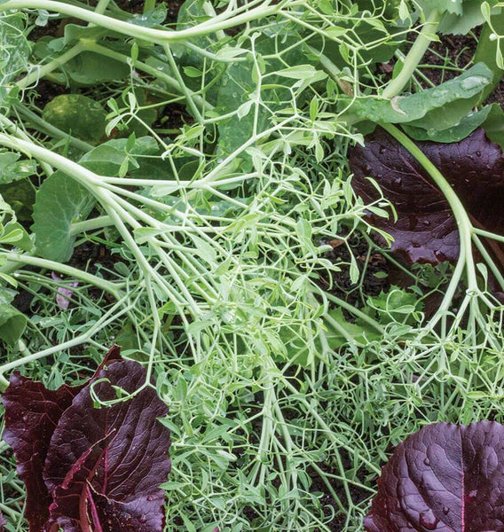 Parsley Pea