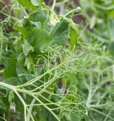 Parsley Pea