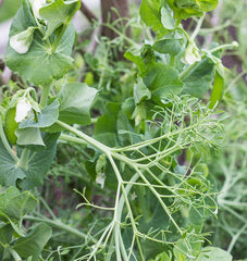Parsley Pea