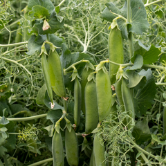 Parsley Pea