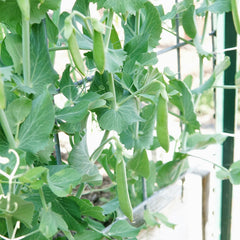 Nairobi Pea