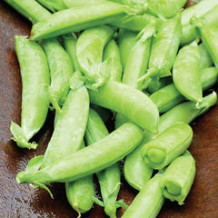 Nairobi Pea