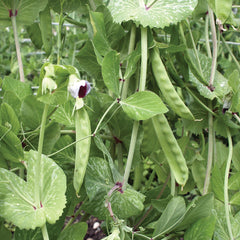 Frieda Worlds Pea