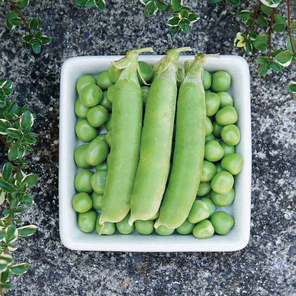 Sienna Pea