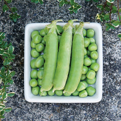 Sienna Pea