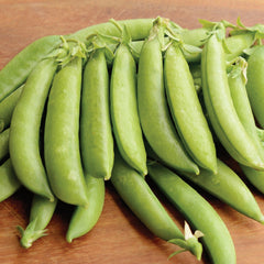 Sugar Daddy Pea