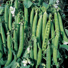 Canoe Pea