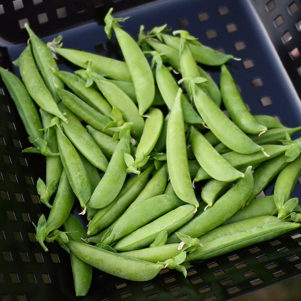Sugar Sprint Pea