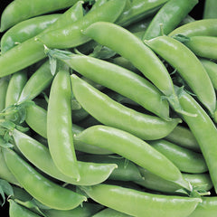 Super Sugar Snap Pea