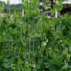 Super Sugar Snap Pea