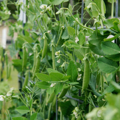 Super Sugar Snap Pea