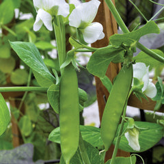 Little Snowpea White Pea