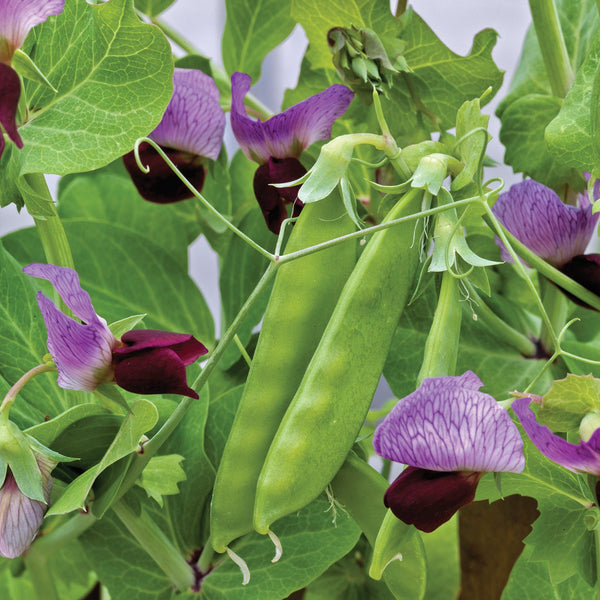 Little Snowpea Purple Pea