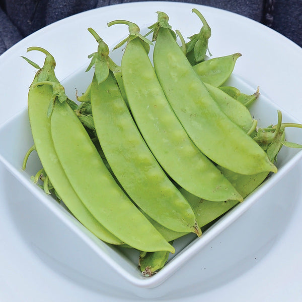 Green Beauty Pea