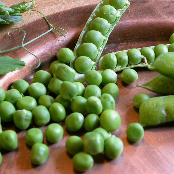 Alaska Early Pea