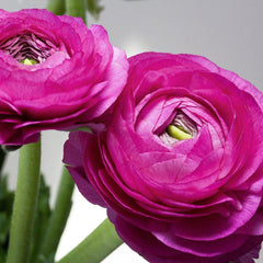 Purple Ranunculus Bulbs Corms Growing Bonsai Roots Rhizomes Tubers Potted Planting Reblooming Fragrant Garden Species Blooms Flower Seeds Plant Gardening