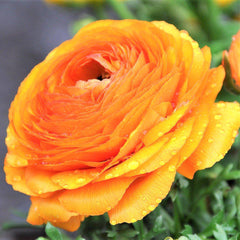 Tropical Sunset Collection Ranunculus Corms Bulbs Persian Buttercup Growing Bonsai Roots Rhizomes Tubers Potted Planting Reblooming Fragrant Garden Species Blooms Flower Seeds Plant Gardening